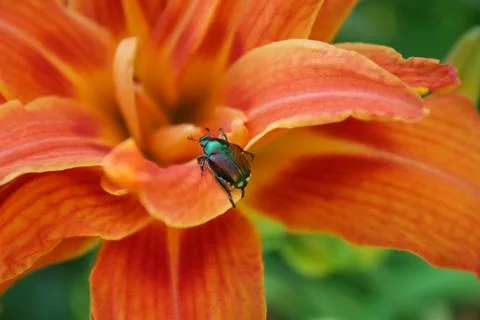 Lily Beetle Stock Photos