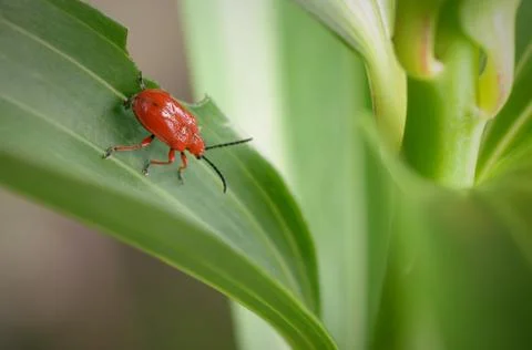 Lily beetle Stock Photos
