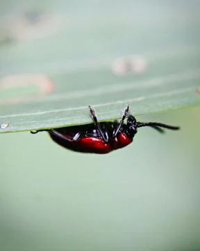 A lily beetle on the underside of a leaf Stock Photos