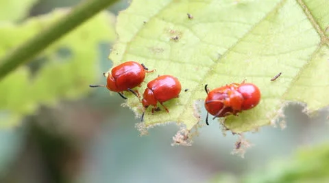 Lily beetles Stock Footage 25914669