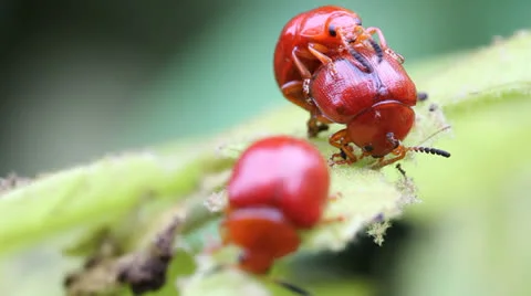 Lily beetles Stock Footage 25914679