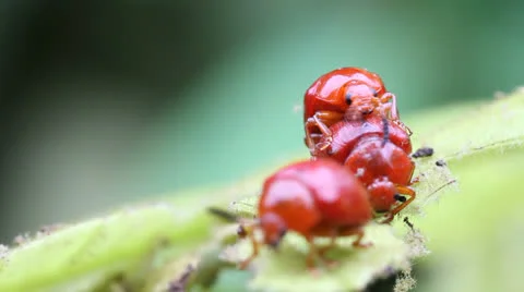 Lily beetles Stock Footage 25914891
