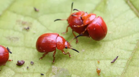 Lily beetles Stock Footage 25915125