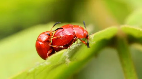 Lily beetles Stock Footage 37044222