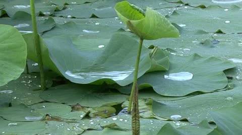 Lily with big puddle Video stock 10899481