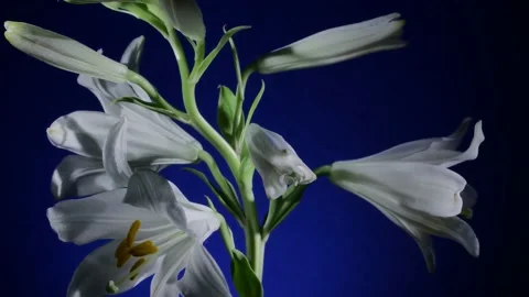 Lily blooming on blue background Stock Footage 157642893