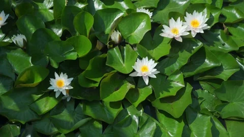 Lily blooming in a pond Stock Footage 220133815