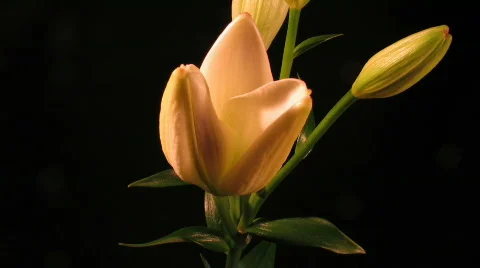 Lily Blooming - time lapse Stock Footage 439784