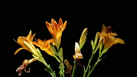 Lily Blooming in Time-Lapse – Vibrant Orange Flower in Cinematic 8K 動画素材 320836035