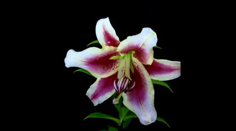 Lily blooming timelapse in 4k Stock Footage 37538500