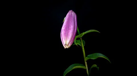 Lily Blooming Timelapse Stock Footage 23642077