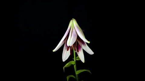 Lily blooming timelapse Stock Footage 23645385