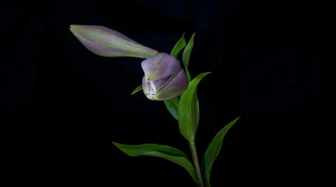 Lily Blooming Timelapse Stock Footage 23659500