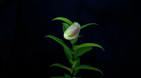 Lily blooming timelapse Stock Footage 23982626