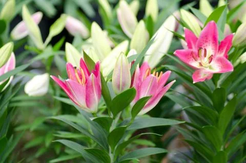 Lily blooming on tree Stock Photos