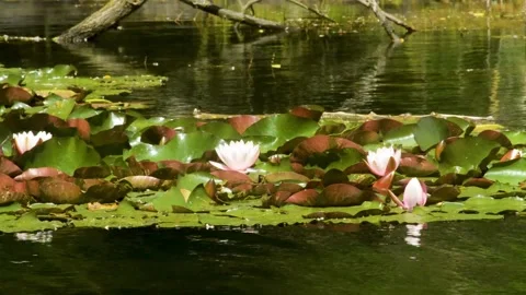Lily blooms 動画素材 132104834