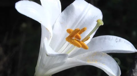 Lily blooms in the meadow. Stock Footage 7746685