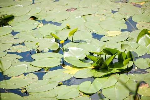 Lily on a bog Stock Photos