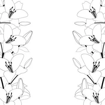 Lily Border Outline on White Background Stock Illustration
