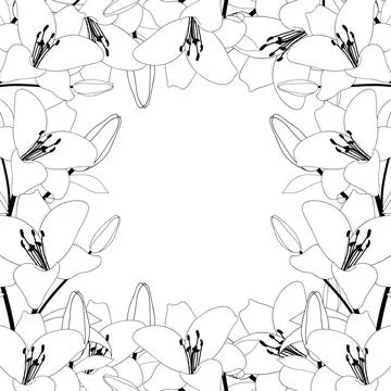 Lily Border Outline on White Background2 Stock Illustration