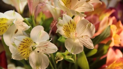 Lily bouquet dripping water Stock Footage