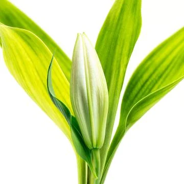 Lily bud Stock Photos