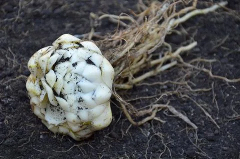 Lily bulb with root on the ground Stock Photos