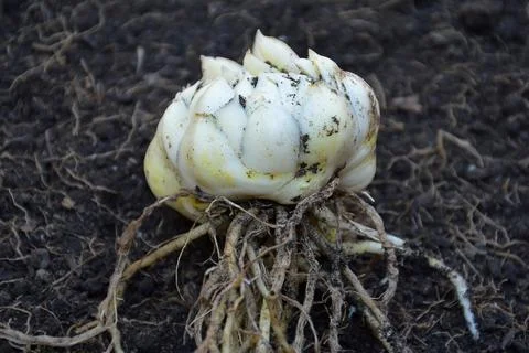 Lily bulb with root on the ground Stock Photos