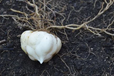 Lily bulb with root on the ground Stock Photos