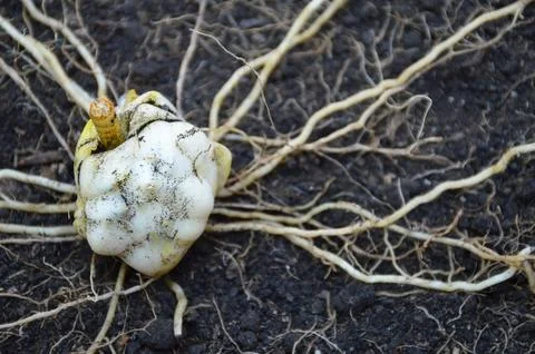 Lily bulb with root on the ground Stock Photos