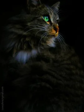 Lily The Cat 스톡 사진