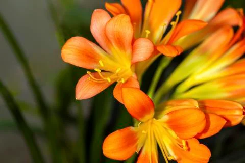 Lily Clivia miniata Stock Photos