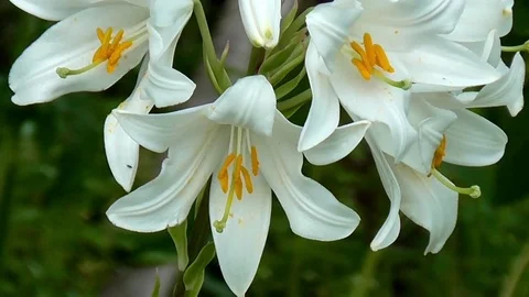 Lily, close-up. 動画素材 71791476