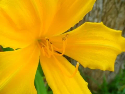 Lily close up Foto stock