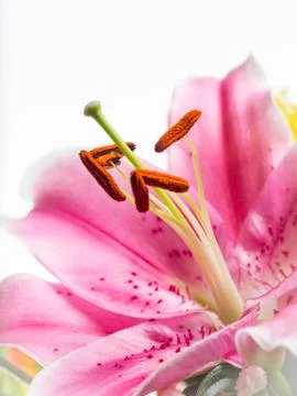 Lily close up Stock Photos