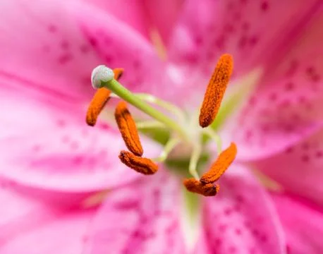 Lily close up Stock Photos