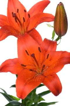 Lily close up Stock Photos