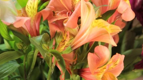 Lily closeup rain Stock Footage 76567373