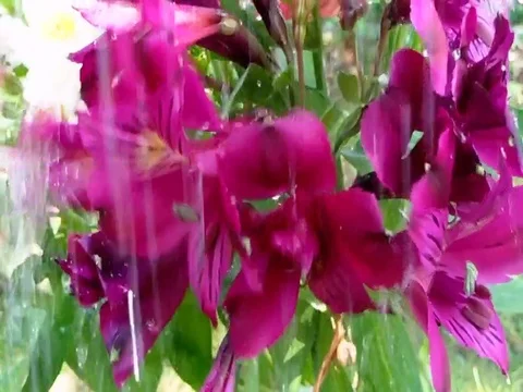 Lily closeup rain Video stock 76579327