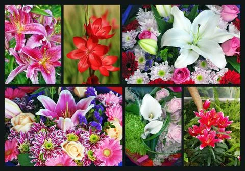 Lily collage Stock Photos