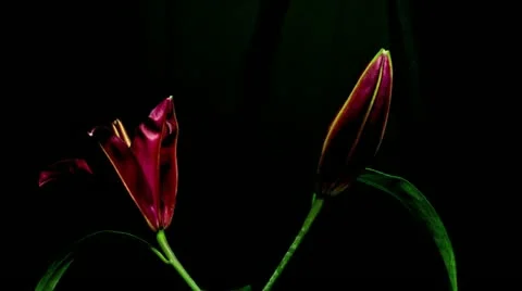 Lily deep red 1 Stock Footage 20273566