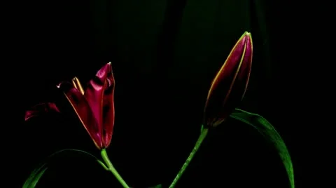 Lily deep red Stock Footage 20269347