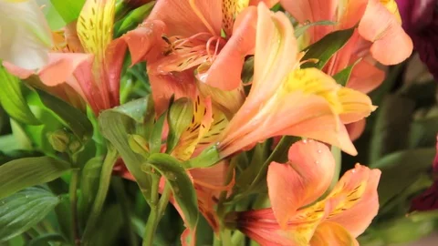 Lily dripping water Stock Footage 76529679