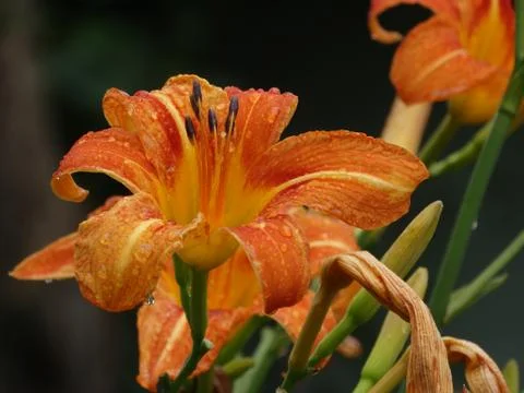 Lily in drops of dew Foto stock