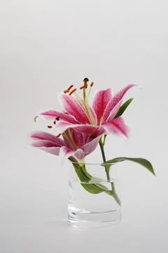 Lily flower and bud on transparent glass vase Stock Photos