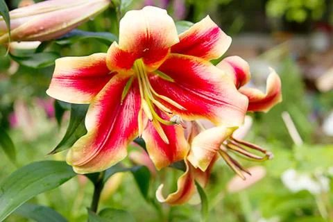 Lily flower background Stock-Fotos