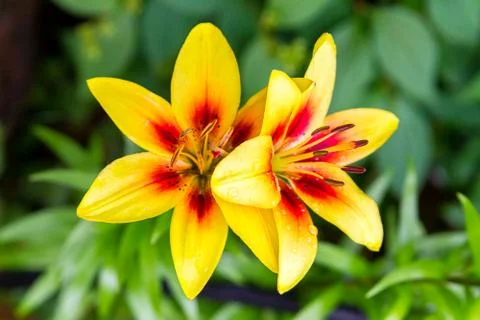 Lily flower background Stock Photos