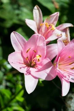 Lily flower background 스톡 사진
