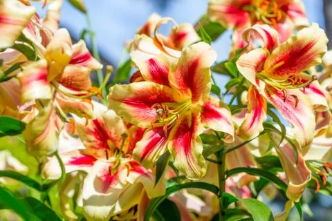 Lily flower background Stock Photos