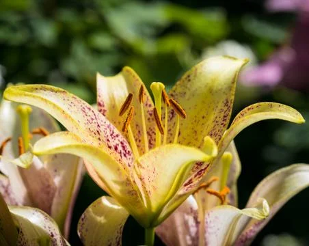 Lily flower background Stock-Fotos